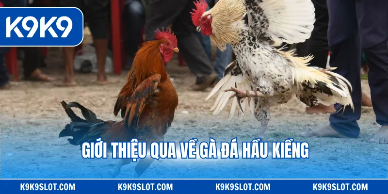 Giới thiệu qua về gà đá hầu kiềng